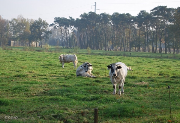 2011-11-08 JanMed Retie (34)