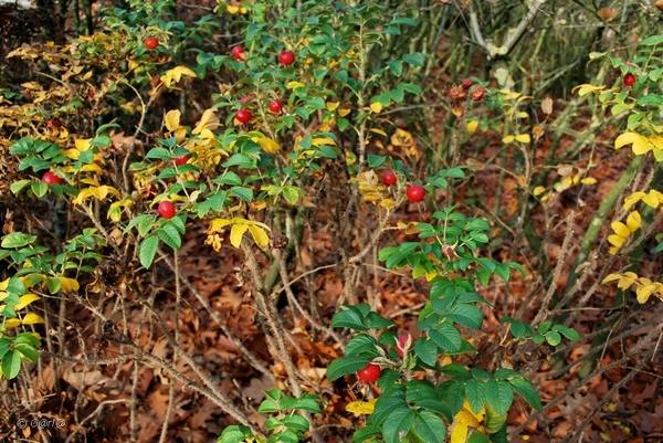 2011-11-08 JanMed Retie (6)