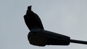 Corbion 2011 019