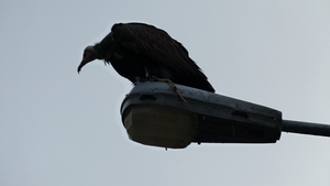 Corbion 2011 020