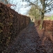 Corbion 2011 024