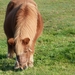 Corbion 2011 027