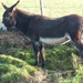 Corbion 2011 028