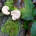 Corbion 2011 035