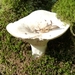 Corbion 2011 042