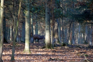 073 Massembre november 2011 - domeinwandeling en voederen dieren