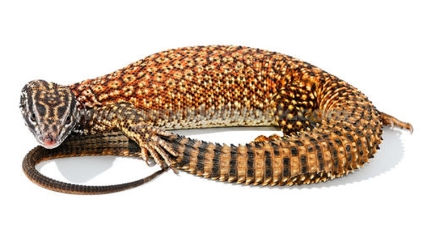 Varanus Acanthurus Brachyurus (2)