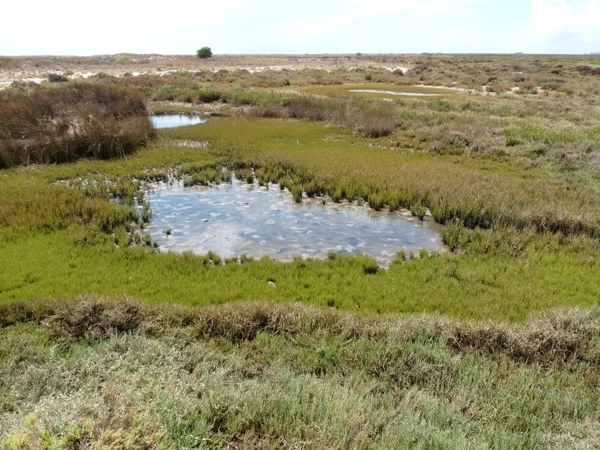 Portugal Algarve Ria Formosa