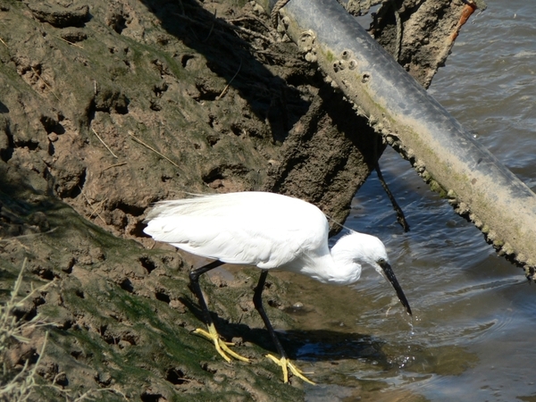 Portugal Algarve Ria Formosa