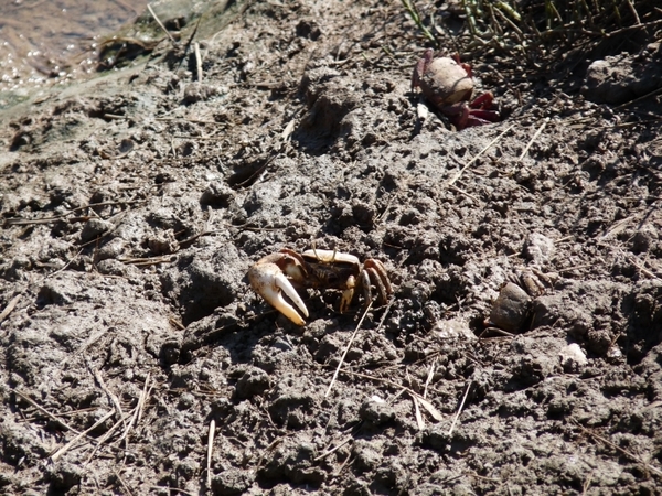 Portugal Algarve Ria Formosa