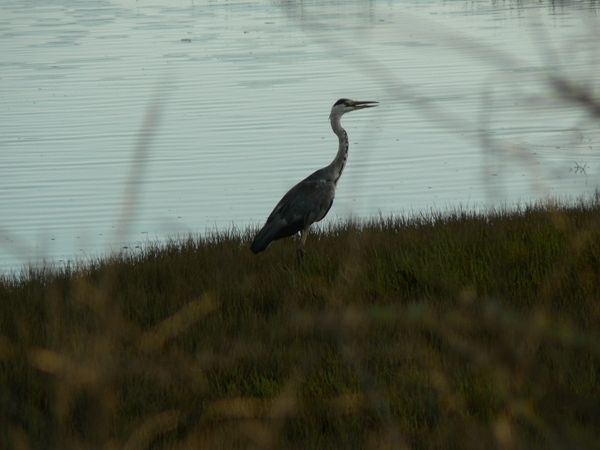 Portugal Algarve Ria Formosa