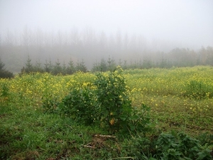 30-Chartreuzenbos