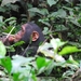 D7 chimpansees (11)