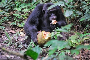 D7 chimpansees (5)