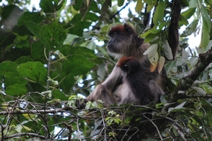 D7 rode colobus (2)