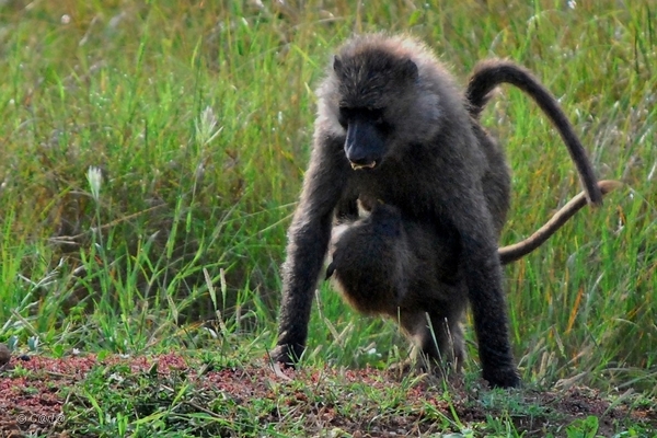 D9 baviaan met kleintje