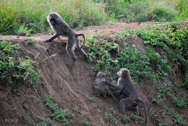 D9 bavianen (4)