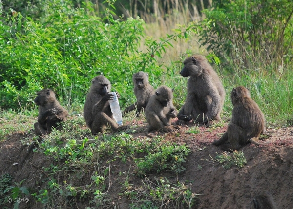D9 bavianen3