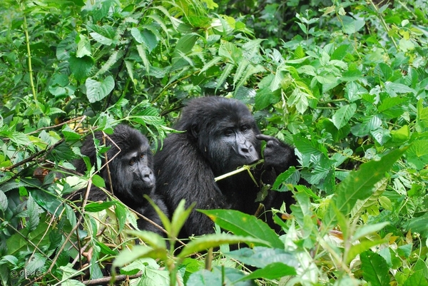 GORILLAS