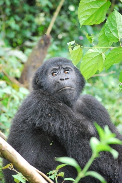 GORILLA