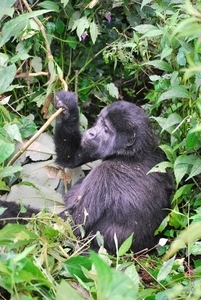 GORILLA