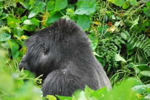 gorilla zilverrug