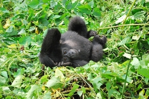 GORILLA baby