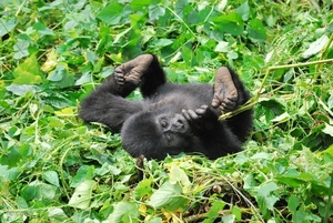 GORILLA baby