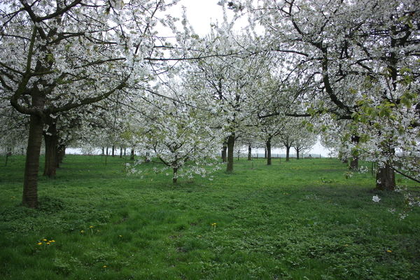 Vlaai eten in de Haspengouwse boomgaard