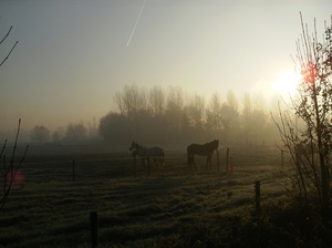 Zwijnaarde November 2011 001