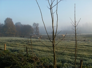 Zwijnaarde November 2011 002