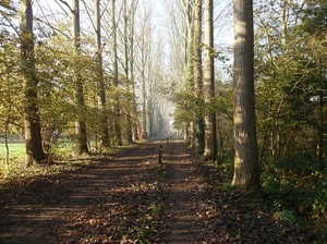 Zwijnaarde November 2011 008