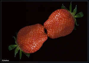 sized_00888