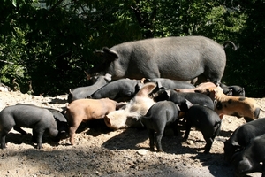 Varkens, overal in het wild