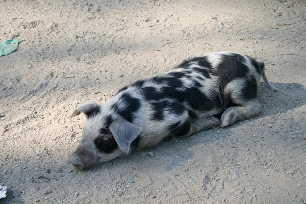 Varkens, overal in het wild