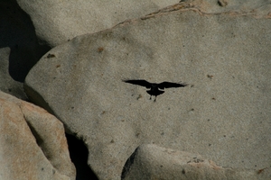 Buizerd op Lavezzi eilanden