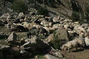 Schapen in de Restonicakloof