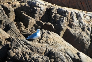 Golf van Girolata met Scandola natuurgebied