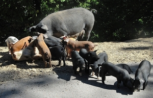 Varkens, overal in het wild