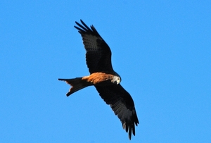 Roofvogel op zoek naar een prooi