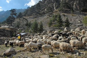 Schapen in Restonicakloof