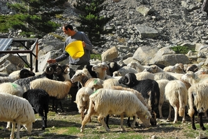 Schapen in Restonicakloof