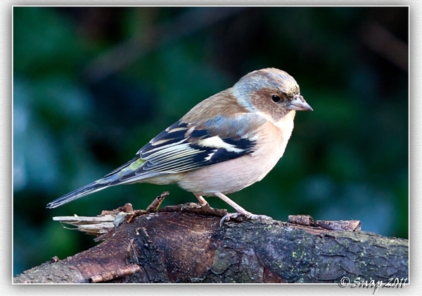 De vink