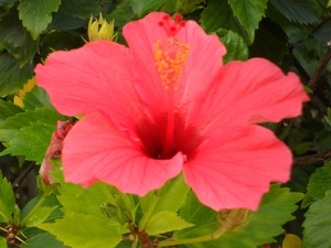 foto s tenerife 026