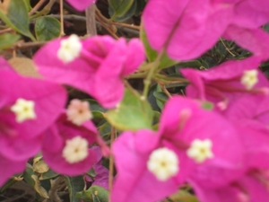 foto s tenerife 049