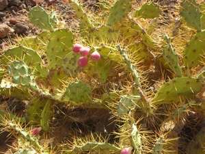 foto s tenerife 050