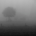 mist