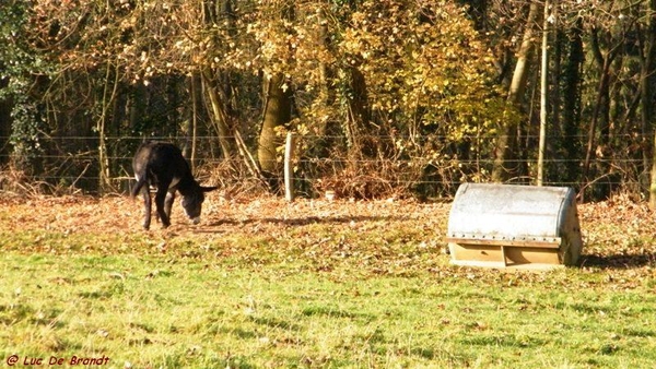 wandeling marche Adeps Anseremme