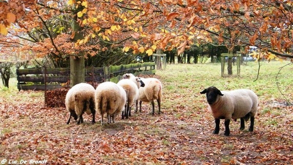 wandeling marche Adeps Anseremme