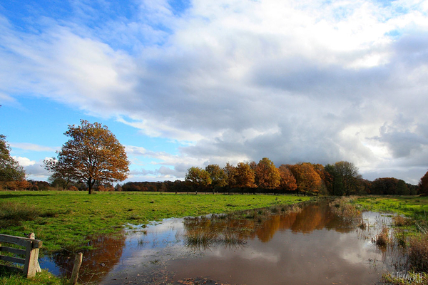 Smeerling herfst 016 Large e-mail view